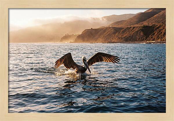 Diving Pelican In Blue Waters