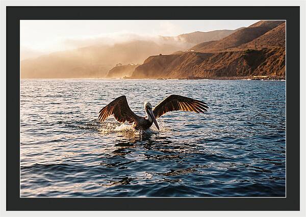 Diving Pelican In Blue Waters
