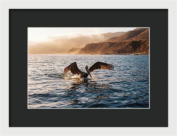 Diving Pelican In Blue Waters