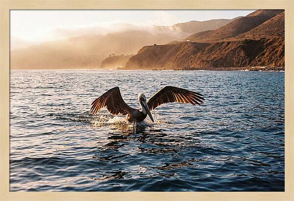 Diving Pelican In Blue Waters