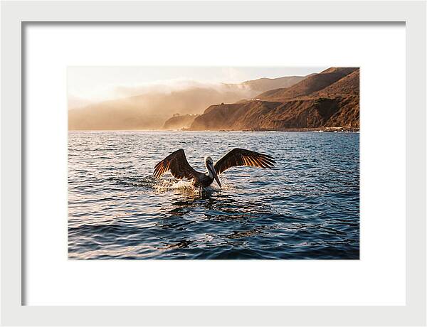 Diving Pelican In Blue Waters