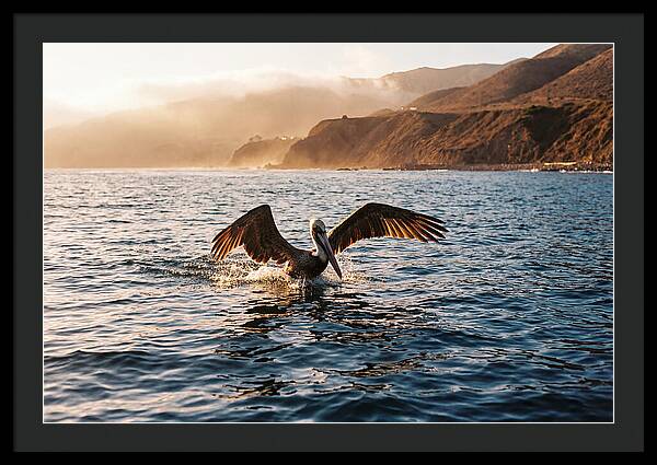 Diving Pelican In Blue Waters