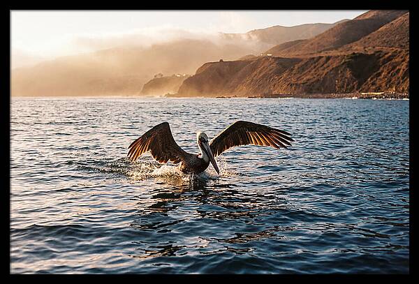 Diving Pelican In Blue Waters
