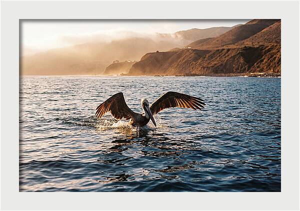 Diving Pelican In Blue Waters