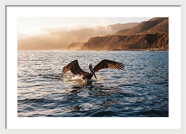 Diving Pelican In Blue Waters