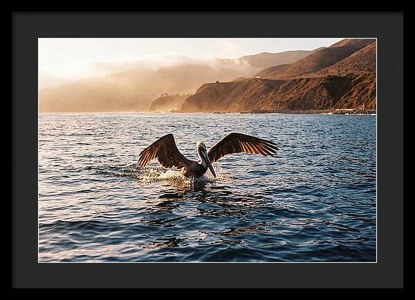 Diving Pelican In Blue Waters
