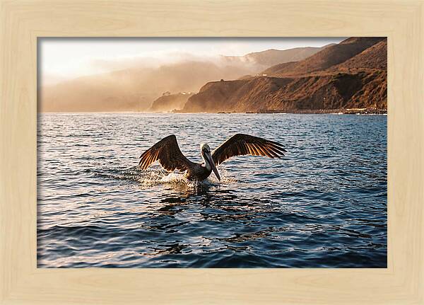 Diving Pelican In Blue Waters