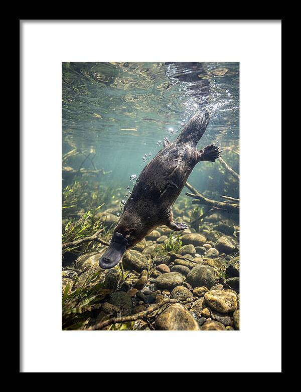Diving Platypus In Action