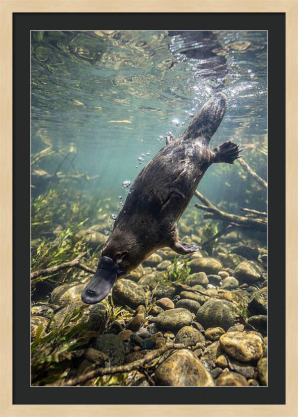 Diving Platypus In Action