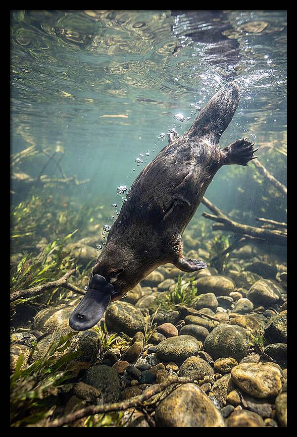 Diving Platypus In Action