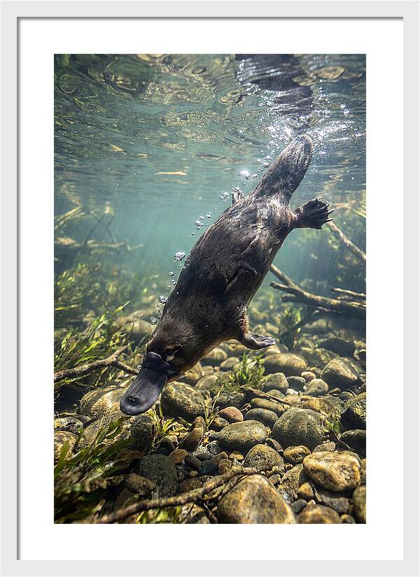 Diving Platypus In Action
