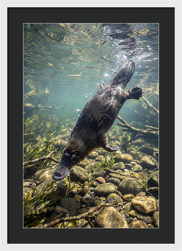 Diving Platypus In Action