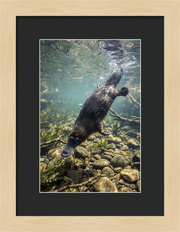 Diving Platypus In Action