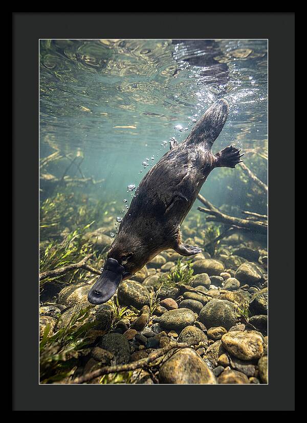 Diving Platypus In Action