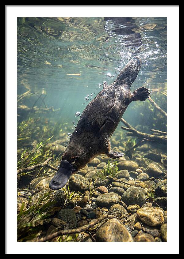 Diving Platypus In Action