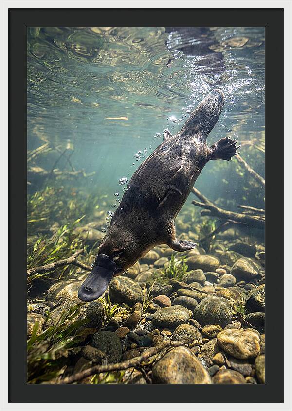 Diving Platypus In Action