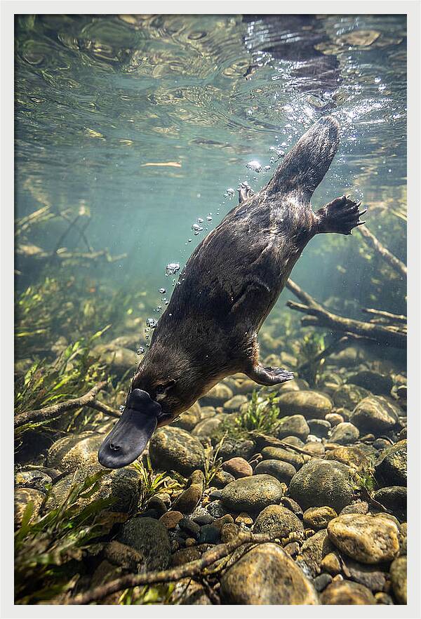 Diving Platypus In Action