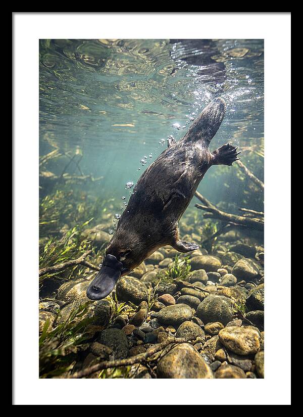 Diving Platypus In Action