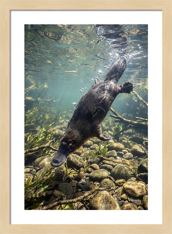 Diving Platypus In Action