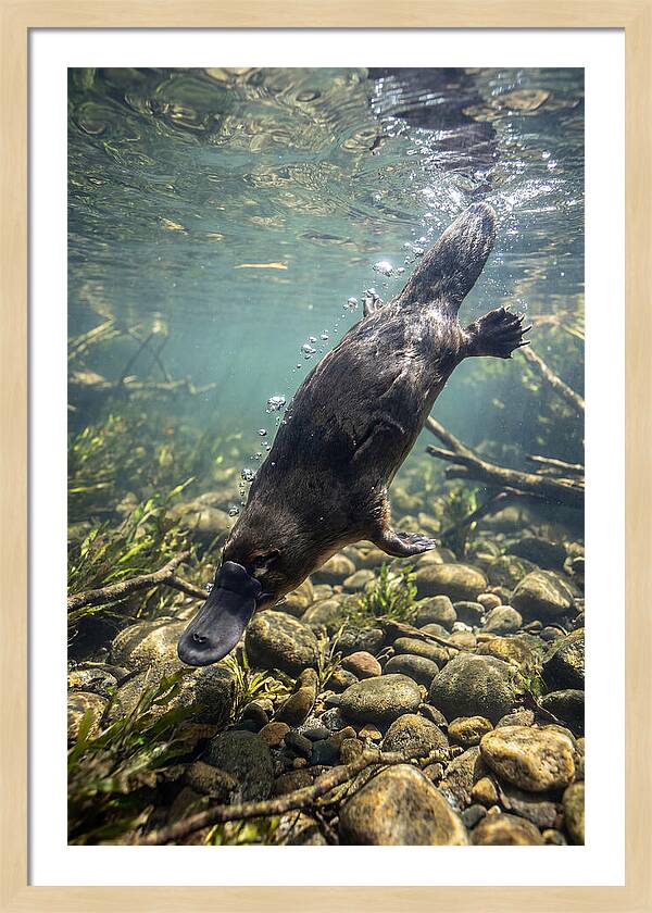 Diving Platypus In Action