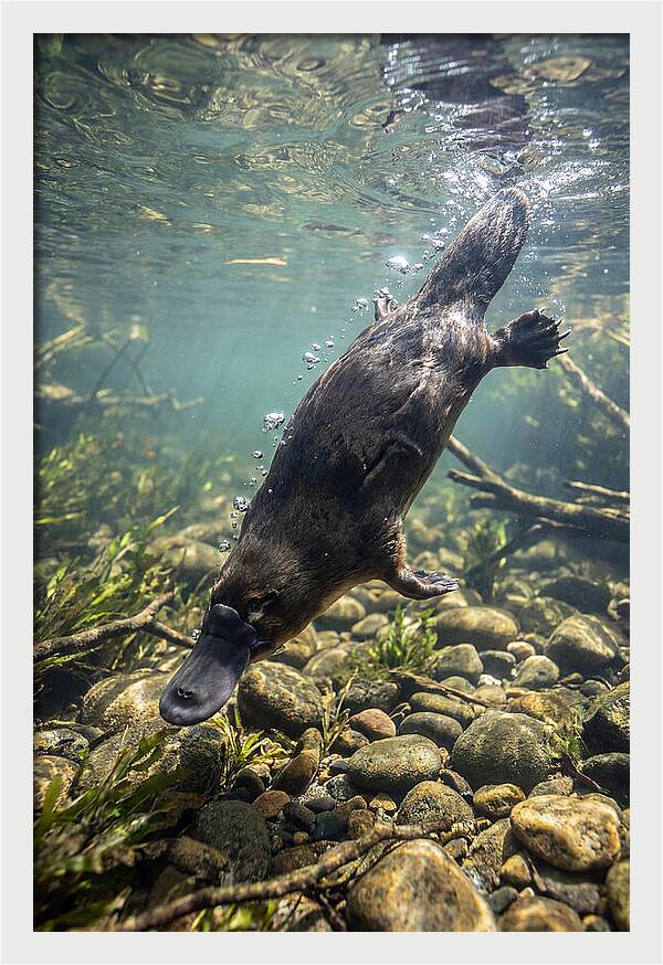 Diving Platypus In Action