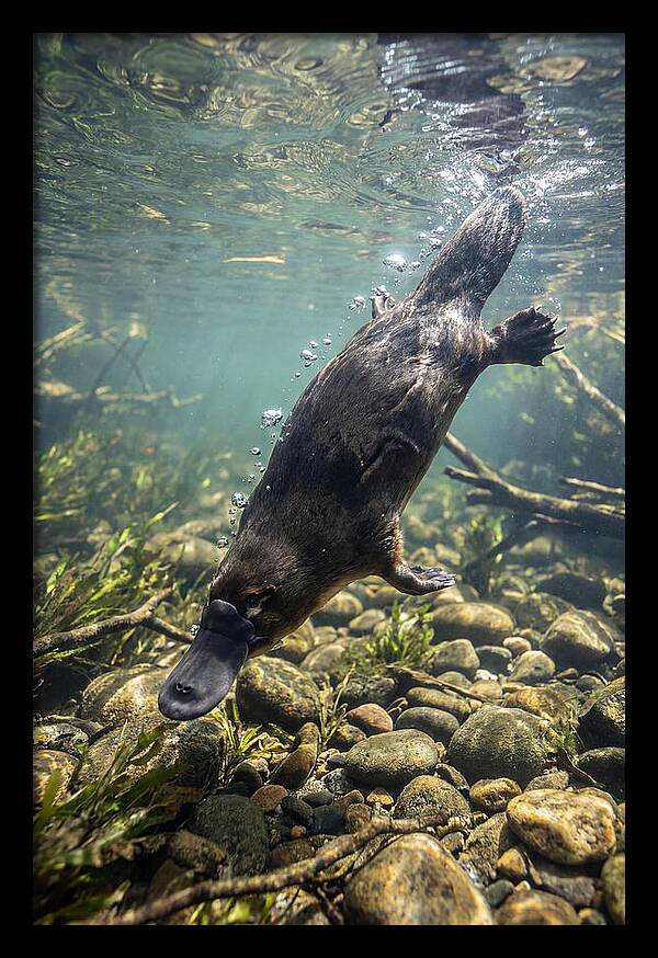 Diving Platypus In Action