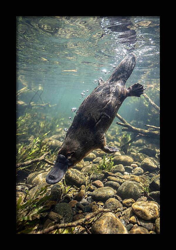 Diving Platypus In Action