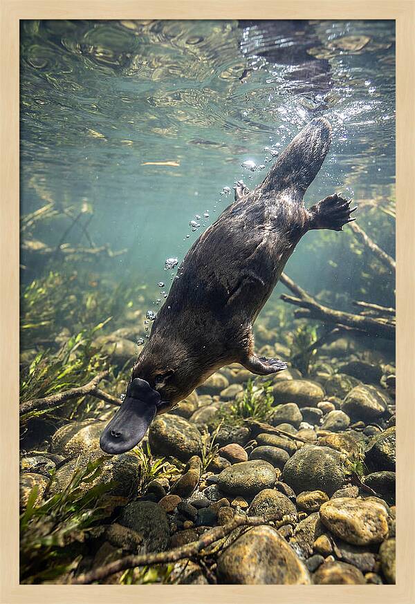 Diving Platypus In Action