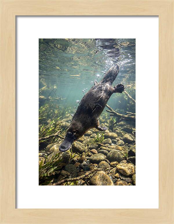 Diving Platypus In Action