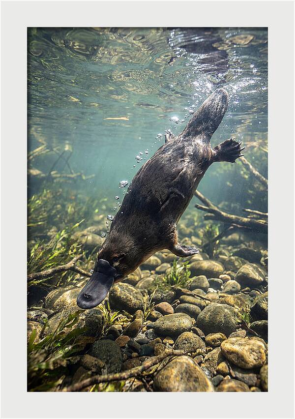 Diving Platypus In Action