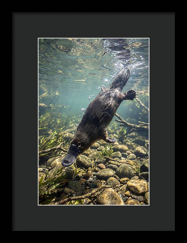 Diving Platypus In Action
