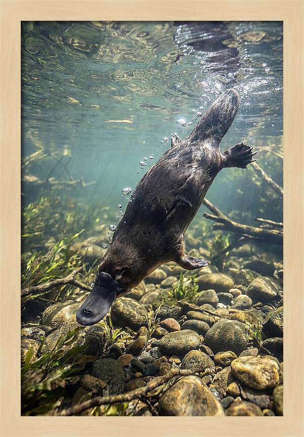 Diving Platypus In Action