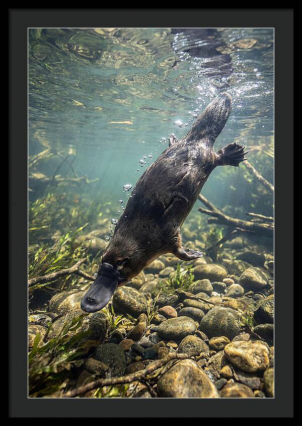 Diving Platypus In Action