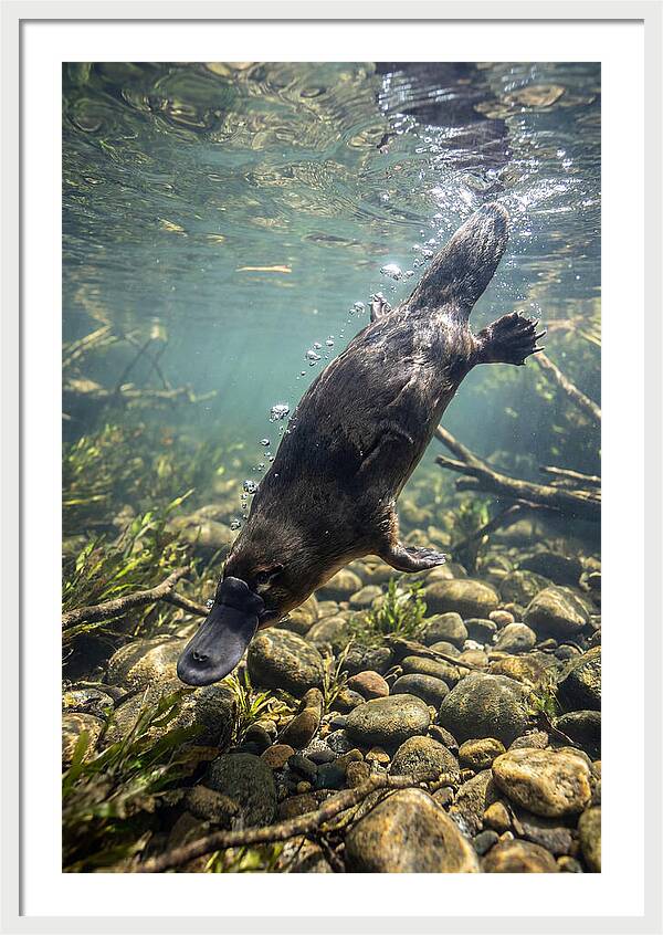 Diving Platypus In Action