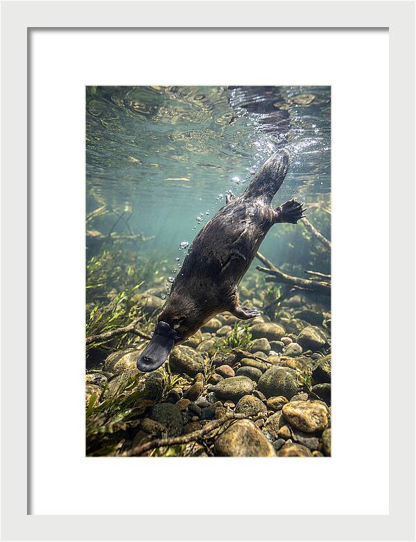 Diving Platypus In Action