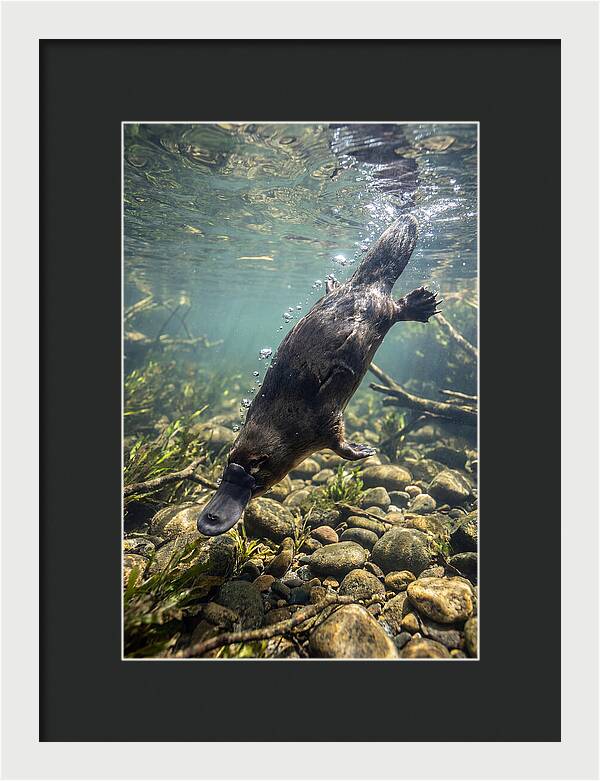 Diving Platypus In Action