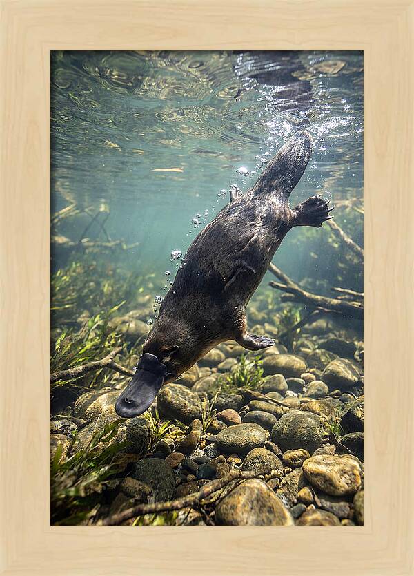 Diving Platypus In Action