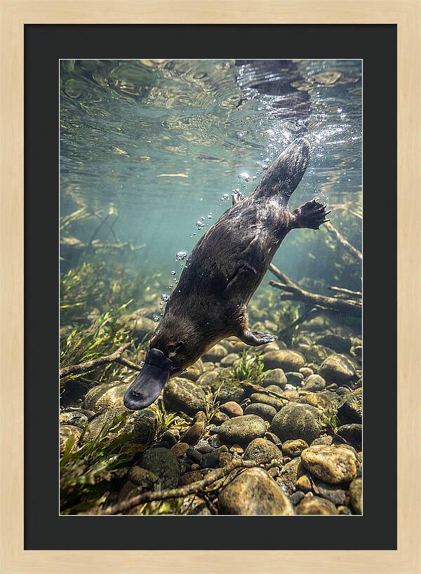 Diving Platypus In Action