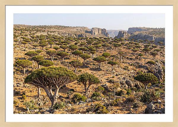 Dixam Plateau Serenity