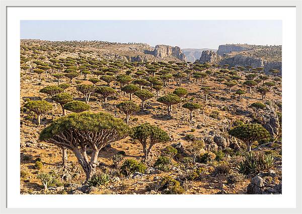 Dixam Plateau Serenity