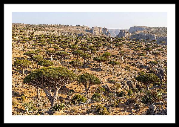 Dixam Plateau Serenity