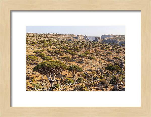 Dixam Plateau Serenity