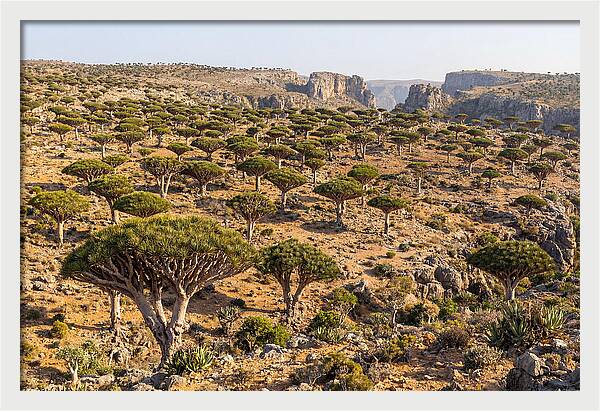 Dixam Plateau Serenity