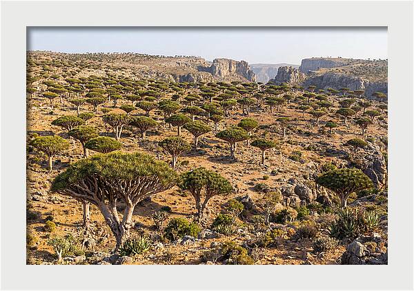 Dixam Plateau Serenity