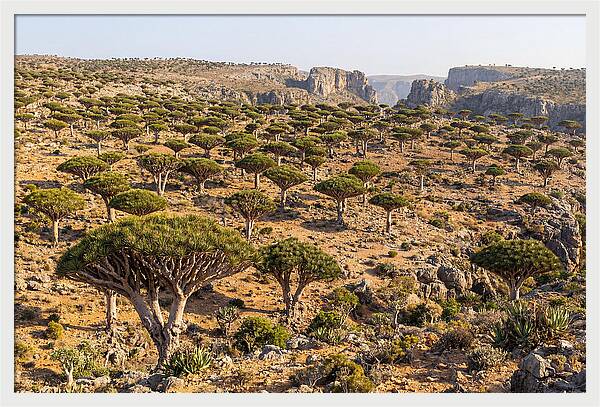 Dixam Plateau Serenity