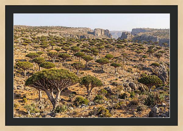 Dixam Plateau Serenity