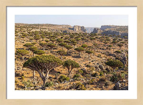 Dixam Plateau Serenity