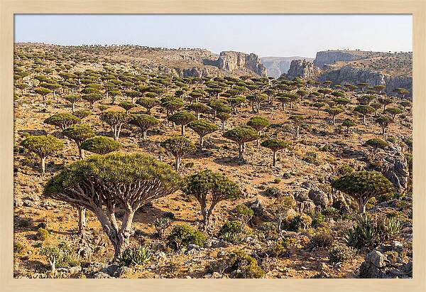 Dixam Plateau Serenity