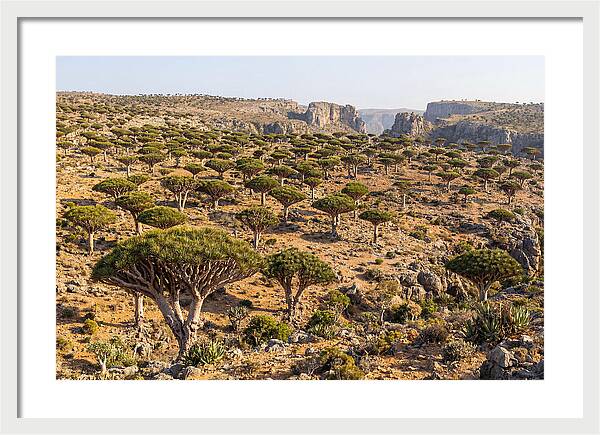 Dixam Plateau Serenity