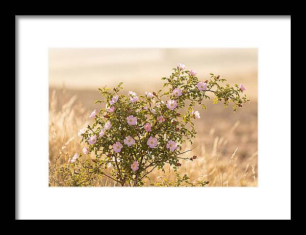 Dog Rose Blooms In Soft Light